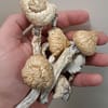 Buy HEMPEARTH Mushrooms Online