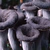 Black Chanterelle Mushrooms Online