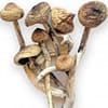 Buy Magic Mushroom Psilocybin