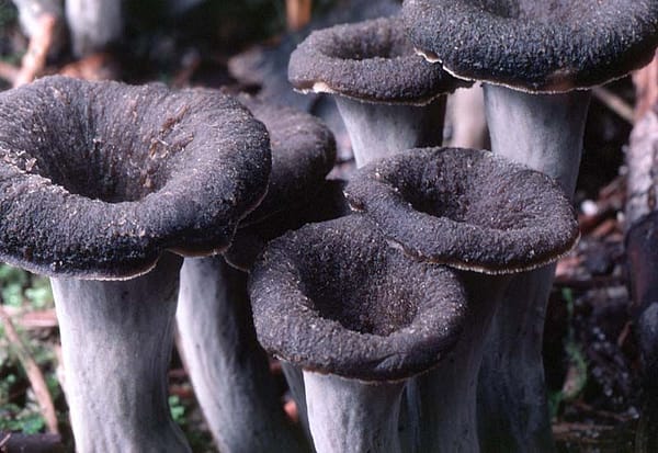 Black Chanterelle Mushrooms Online